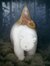 cornelia