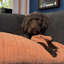 Diane-Leah Samuelson