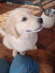Ella