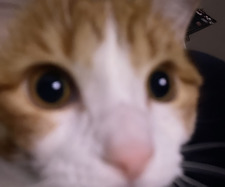 Mel