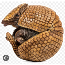 looking_for_armadillo