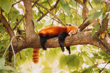 RedPandaWithApple