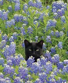 Clover