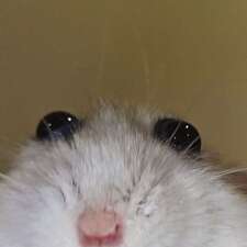 JJ
