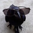 Starling