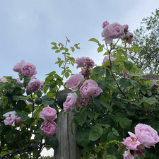 فاطمة الهاشمي