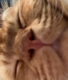 Yve