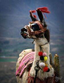 Llama