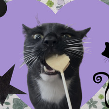 sammi &#x1f408;‍⬛ &#x1f49a;