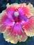 pipblossom