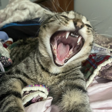 Sid