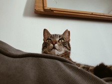 Logan