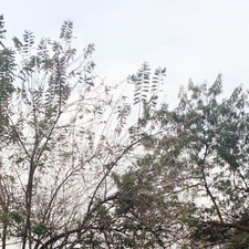 Chinmayee