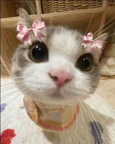 Vyvy :]