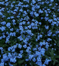 fleiislayy ⋆˚꩜｡