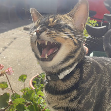 Cal