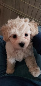 Mj