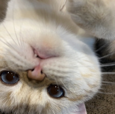 larbae ( ͡°ᴥ ͡° ʋ)