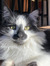 Catey M...
