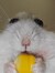 Hammy