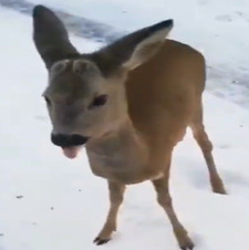 lauren  ｡⋆｡°✩