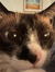 kat
