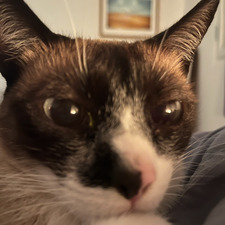 kat