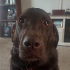 sillywilly0930