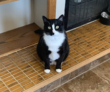 Lewis Overvoorde