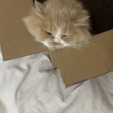 مروج المسعودي