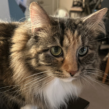 KT