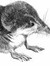 the shrew