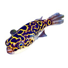 Laazarus
