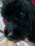 Charlot...