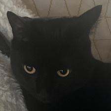 Kylea Halbrook-Gilbert