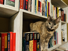 ქრისტინე კოხია