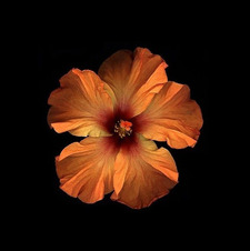 Inês ⋆˙⟡♡⟡⋆˙