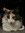 pat