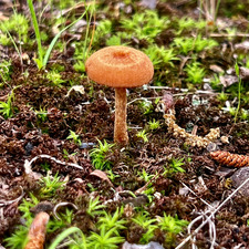 Stephanie Layne-Smith