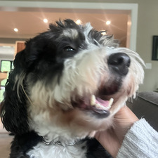 Isabella