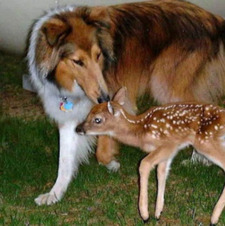 ·:*¨༺ ♱✮♱ ༻¨*:· bonnie