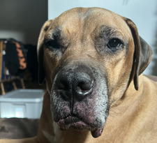 Ali