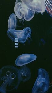 ⋆｡°✩Connor ⋆｡°✩