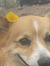 Licia