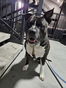 Vee