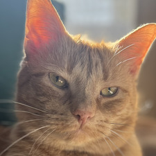 Sara