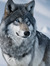 The Wolf 