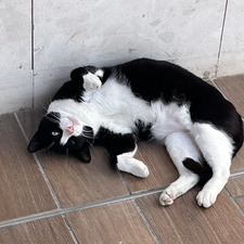 Elisa