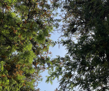 حَنِين دَاوُد