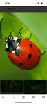Ladybug